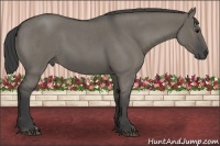 Horse Color:Smoky Grullo Roan 