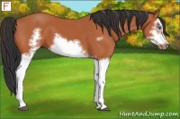 Horse Color:Bay Splash Frame