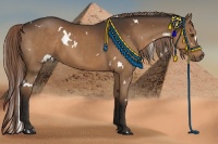 Horse Color:White Spotted Liver Chestnut 