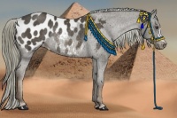 Horse Color:Liver Chestnut Appaloosa Rabicano 