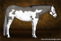 Horse Color:Grullo Splash Frame Rabicano