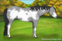 Horse Color:Buckskin Chinchilla Frame 