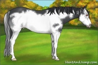 Horse Color:Buckskin Chinchilla Splash Frame 