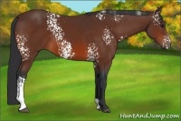 Horse Color:White Spotted Bay 