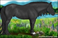 Horse Color:Liver Chestnut Rabicano 