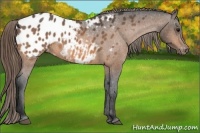 Horse Color:Buckskin Appaloosa 