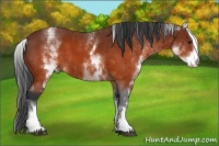 Horse Color:White Spotted Brown 