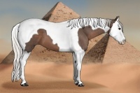Horse Color:Silver Black Splash Tobiano 