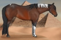 Horse Color:Bay Tobiano 