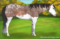 Horse Color:Bay Ice Splash 