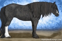 Horse Color:Black  Brindle
