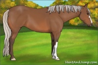 Horse Color:Silver Bay 