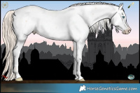 Horse Color:Gold Champagne Pearl Appaloosa 