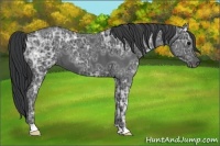 Horse Color:Black Ice 