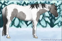 Horse Color:Grullo Roan Tobiano