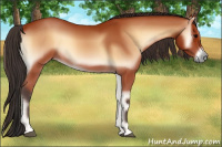 Horse Color:Bay Onyx 