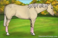 Horse Color:Palomino Roan Dun 