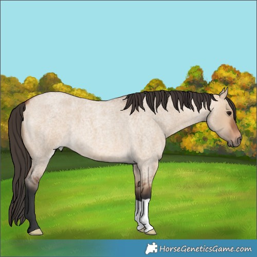 Horse Color:Bay Roan Dun 