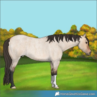 Horse Color:Bay Roan Dun 