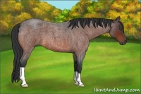 Horse Color:Bay Roan 