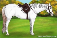 Horse Color:Bay Roan Appaloosa 