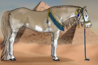 Horse Color:Liver Red Dun Splash 