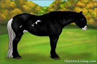 Horse Color:Liver Chestnut Ice Sabino Splash Varnish