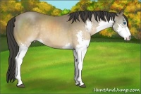 Horse Color:Buckskin Splash Rabicano