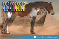 Horse Color:White Spotted Liver Chestnut Sabino 