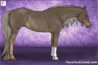 Horse Color:Chocolate Palomino Rabicano