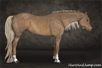 Horse Color:Chocolate Palomino 