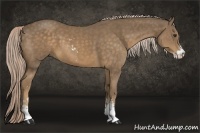 Horse Color:Chocolate Palomino Sabino 