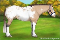 Horse Color:Bay Roan Dun Splash Frame Appaloosa