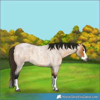 Horse Color:Gray Buckskin Roan Splash