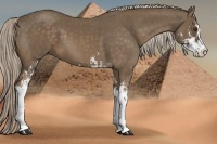 Horse Color:Chocolate Palomino Sabino 