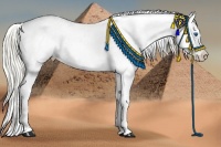 Horse Color:Liver Chestnut Splash Appaloosa 