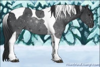 Horse Color:Black Tobiano 