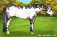 Horse Color:White Spotted Bay Frame Rabicano 