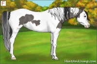 Horse Color:Grullo Splash Tobiano