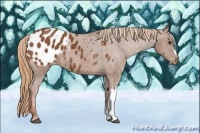 Horse Color:Chestnut Appaloosa