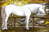 Horse Color:Liver Chestnut Appaloosa 
