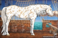Horse Color:Gold Champagne Near Leopard 