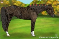 Horse Color:Buckskin Ice 