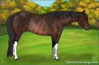 Horse Color:Bay Ice Rabicano 
