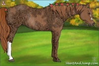 Horse Color:Chestnut Ice Rabicano 