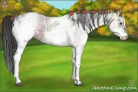 Horse Color:White Spotted Bay Ice Rabicano 