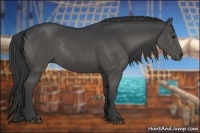 Horse Color:Black Rabicano 