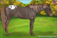 Horse Color:Liver Chestnut Appaloosa 
