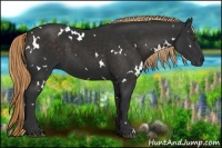 Horse Color:White Spotted Liver Chestnut