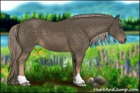 Horse Color:Chocolate Palomino 